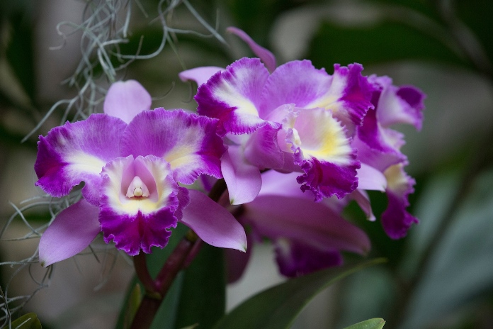 Orchid - Cattleya Aqua-Finn 'Prism Magic'